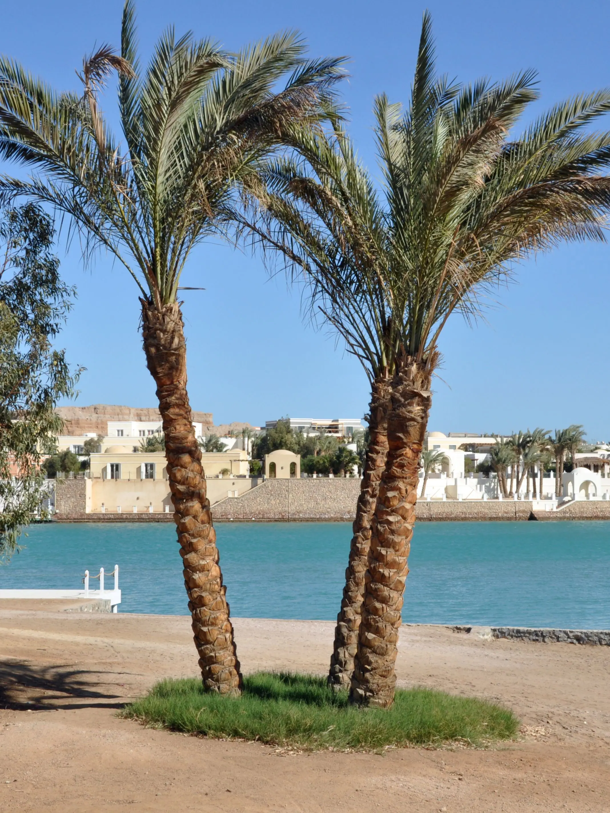 Two palms on a lagoon beach at El Gouna, villas across the water
